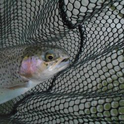 久しぶりの通天湖。