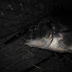 岸壁ノックでヒット。