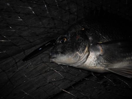 岸壁ノックでヒット。