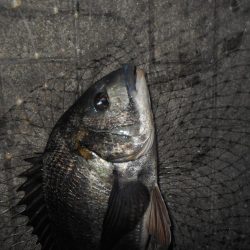 岸壁ノックでヒット②。