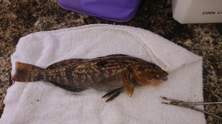 アイナメちゃんゲット