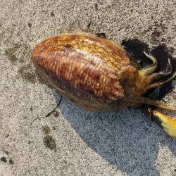 コウイカ釣れた‼️
