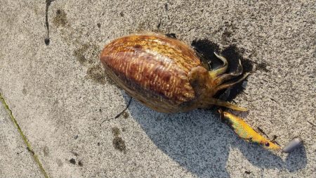 コウイカ釣れた‼️