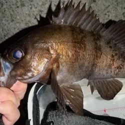 ボトムべったり