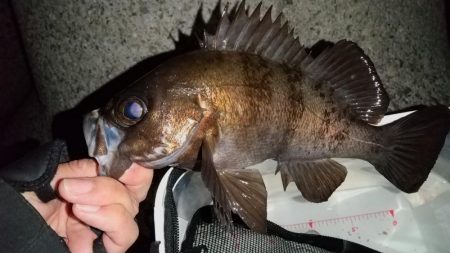 ボトムべったり