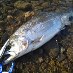 福井のサクラマス