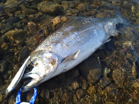 福井のサクラマス