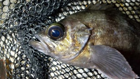 テトラ際べったり