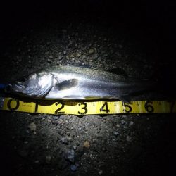 今年初シーバスゲット