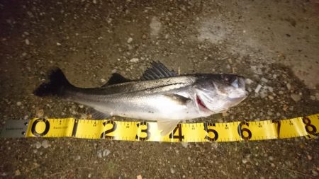 今日もシーバス