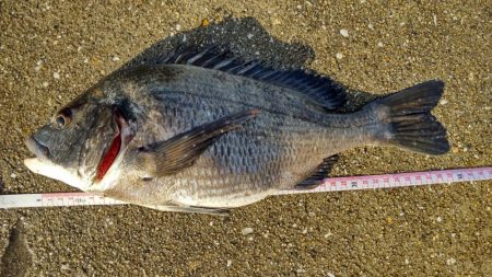 チヌ39㎝　波止かかり釣り