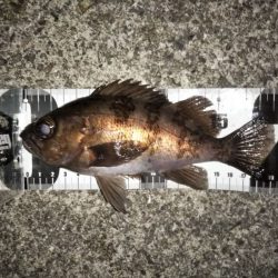 上げ潮に変わったタイミングで