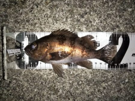 上げ潮に変わったタイミングで