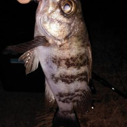 2週連続メバリング