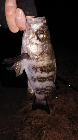 ２週連続メバリング