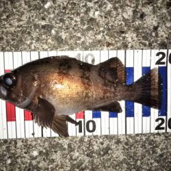 ライズも多くなりました