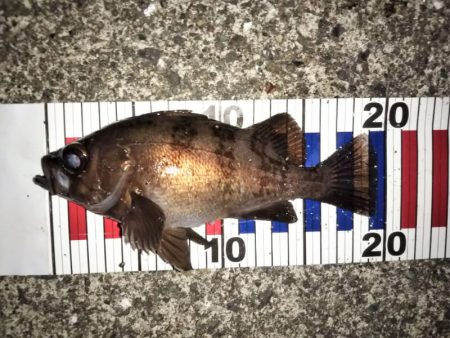 ライズも多くなりました