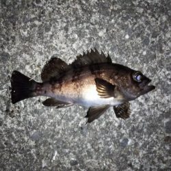 条件は悪くないはずなのに・・・