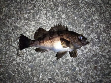 条件は悪くないはずなのに・・・