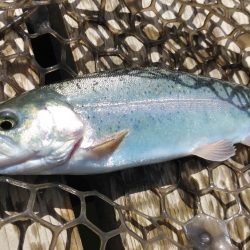 初エリアトラウト