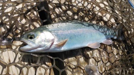 初エリアトラウト