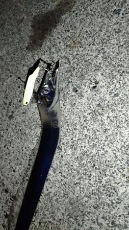 ライトタチウオ