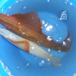 毎度です。リベンジヤリイカ釣り。