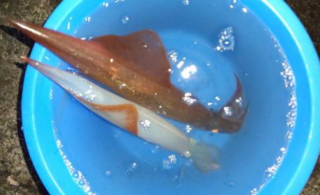 毎度です。リベンジヤリイカ釣り。