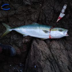 夕マズメのワンチャン