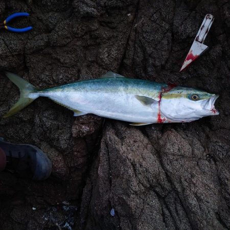 夕マズメのワンチャン