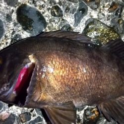 メバリング ホタルイカパターン