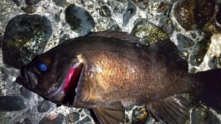 メバリング ホタルイカパターン