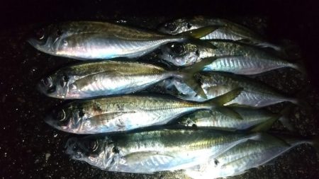 ジグ単アジングで良型