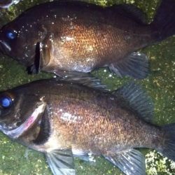 ホタルイカパターンでメバル、カサゴ連発