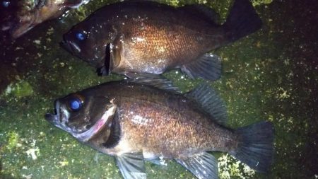 ホタルイカパターンでメバル、カサゴ連発