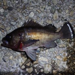 連敗脱出の今年初メバル