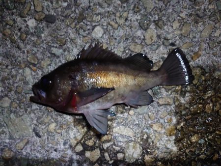 連敗脱出の今年初メバル