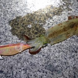 ヤリイカラスト？