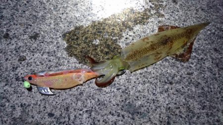 ヤリイカラスト？