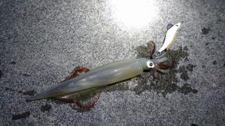 コウイカ渋い ヤリイカまだいた