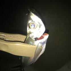 夕マズメのアジング