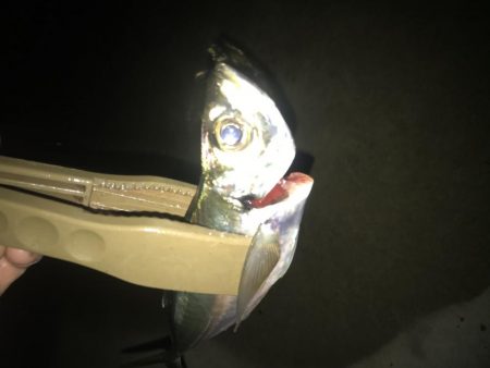 夕マズメのアジング