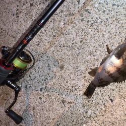 メバルプラッキング④