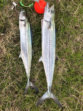 記録更新ならず