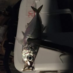 アジさんこんにちは♪