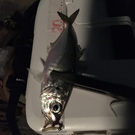 アジさんこんにちは♪