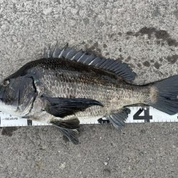 イチノ兄弟、釣果!