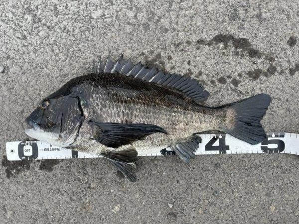 イチノ兄弟、釣果!