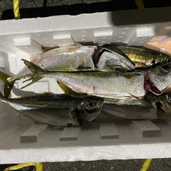 兵庫県 瀬戸内海側 陸っぱり 釣り 魚釣り 釣果情報サイト カンパリ