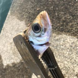 続、アジング練習！